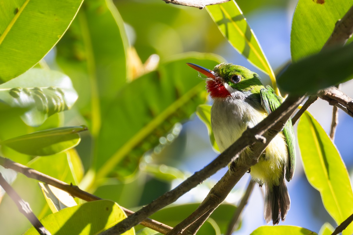 Puerto Rican Tody - Rob  Sielaff