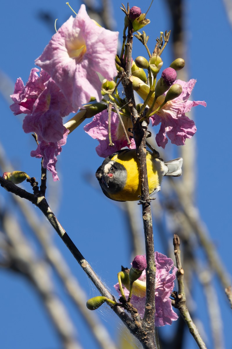 Bananaquit (Puerto Rico) - Rob  Sielaff