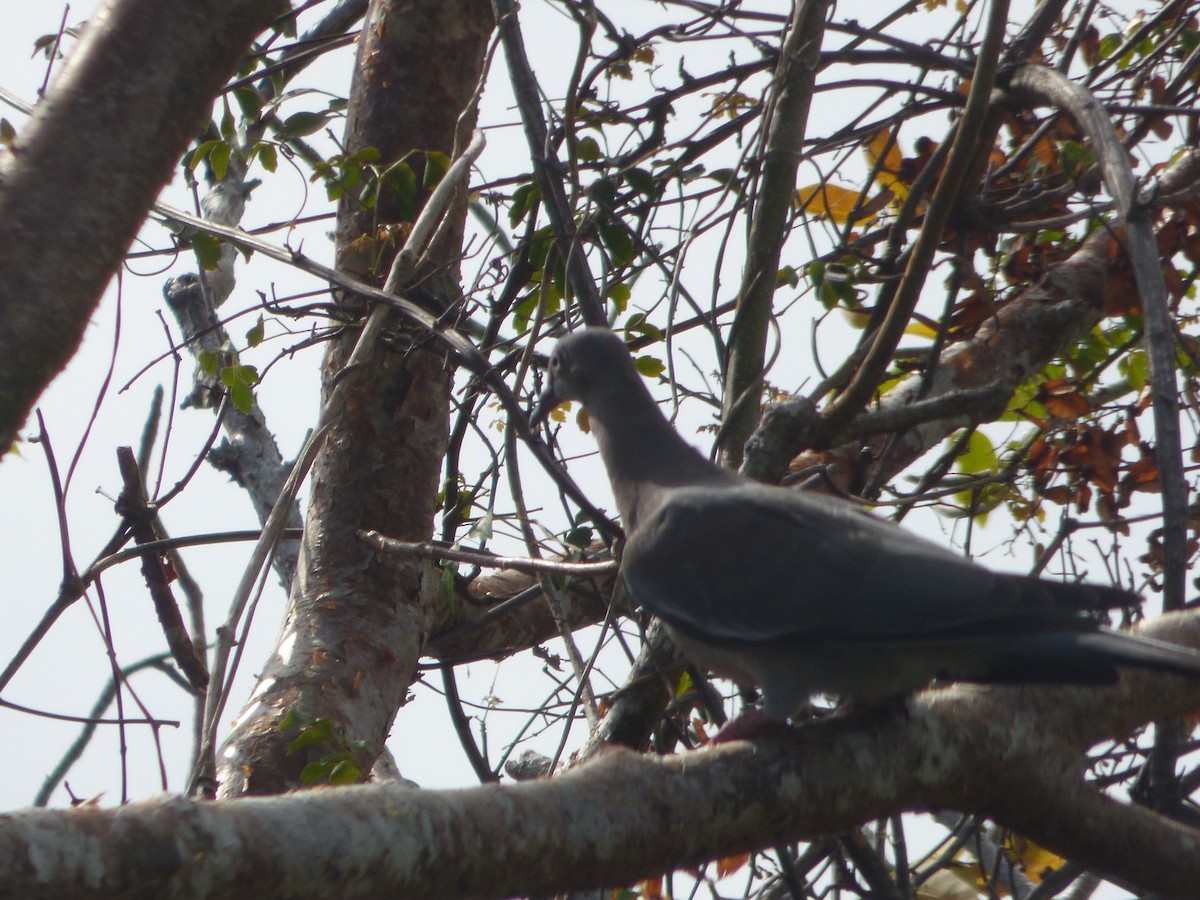 Plain Pigeon - ML616273491