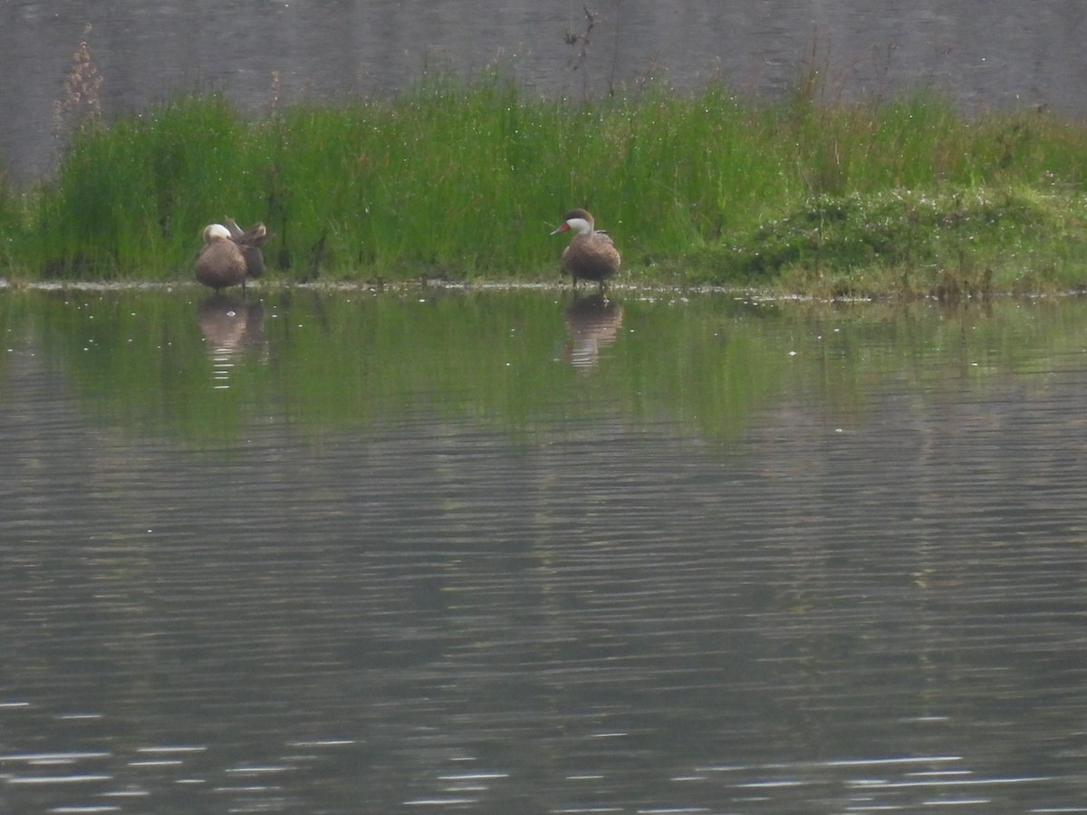 White-cheeked Pintail - ML616273492