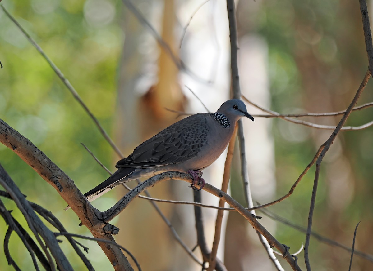 珠頸斑鳩 - ML616273494