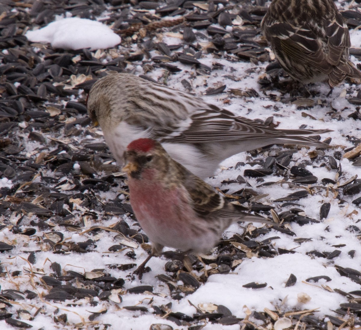 Hoary Redpoll (hornemanni) - ML616273511