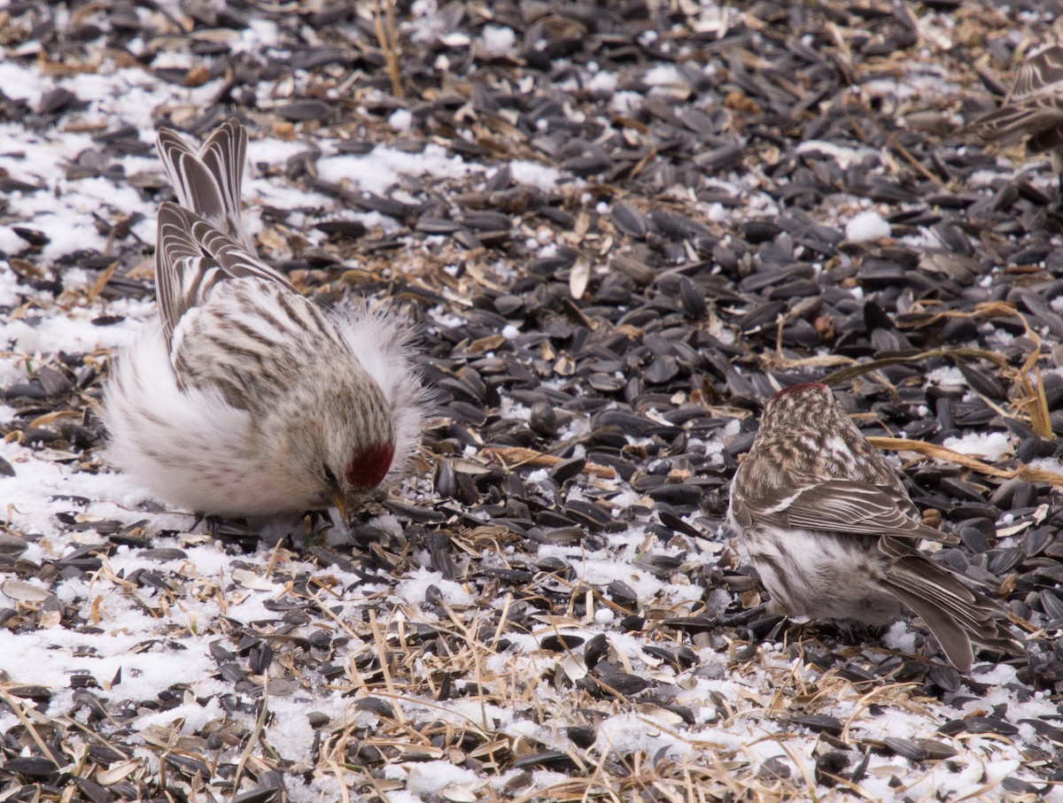 Hoary Redpoll (hornemanni) - ML616273513