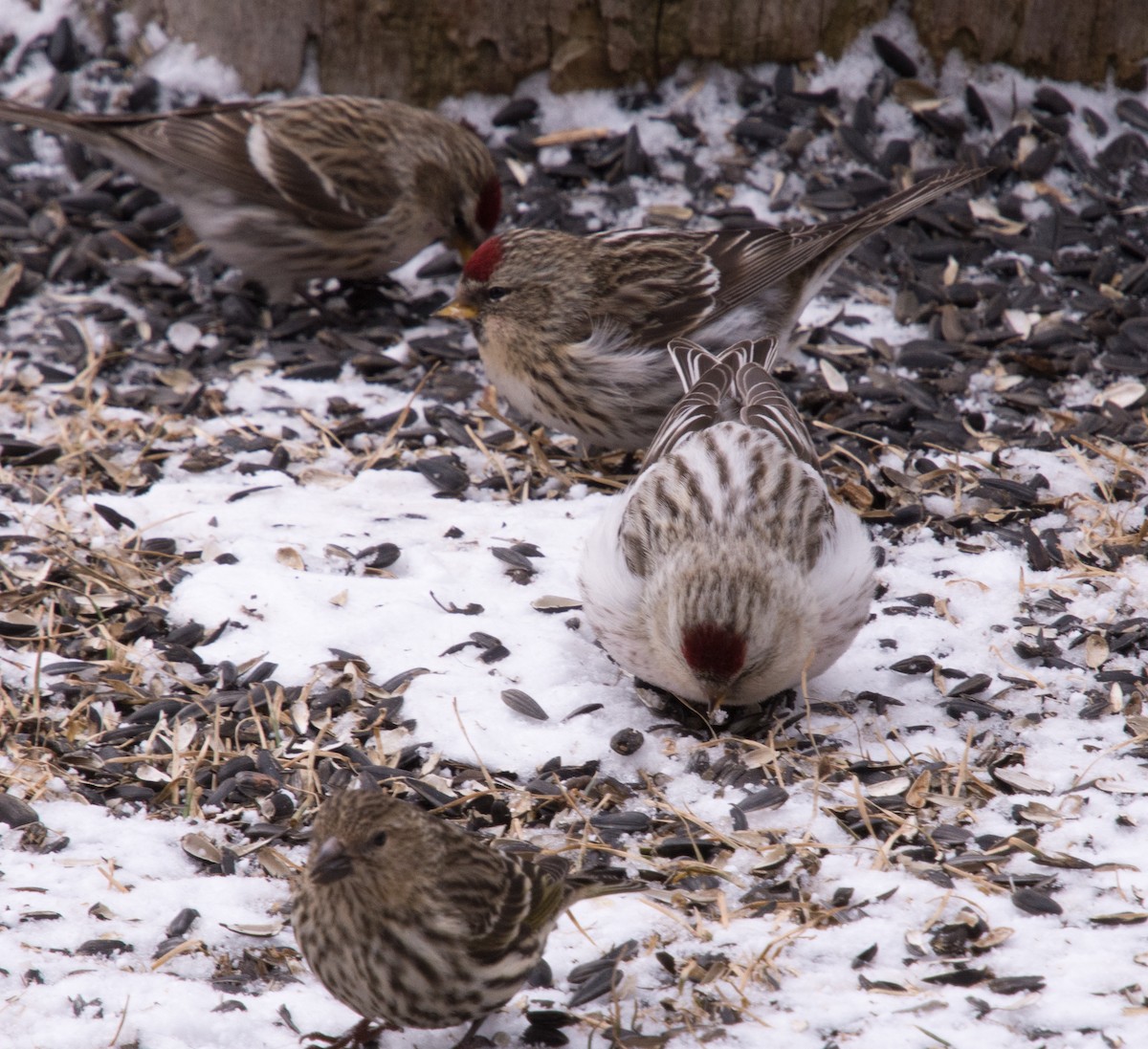 Hoary Redpoll (hornemanni) - ML616273515