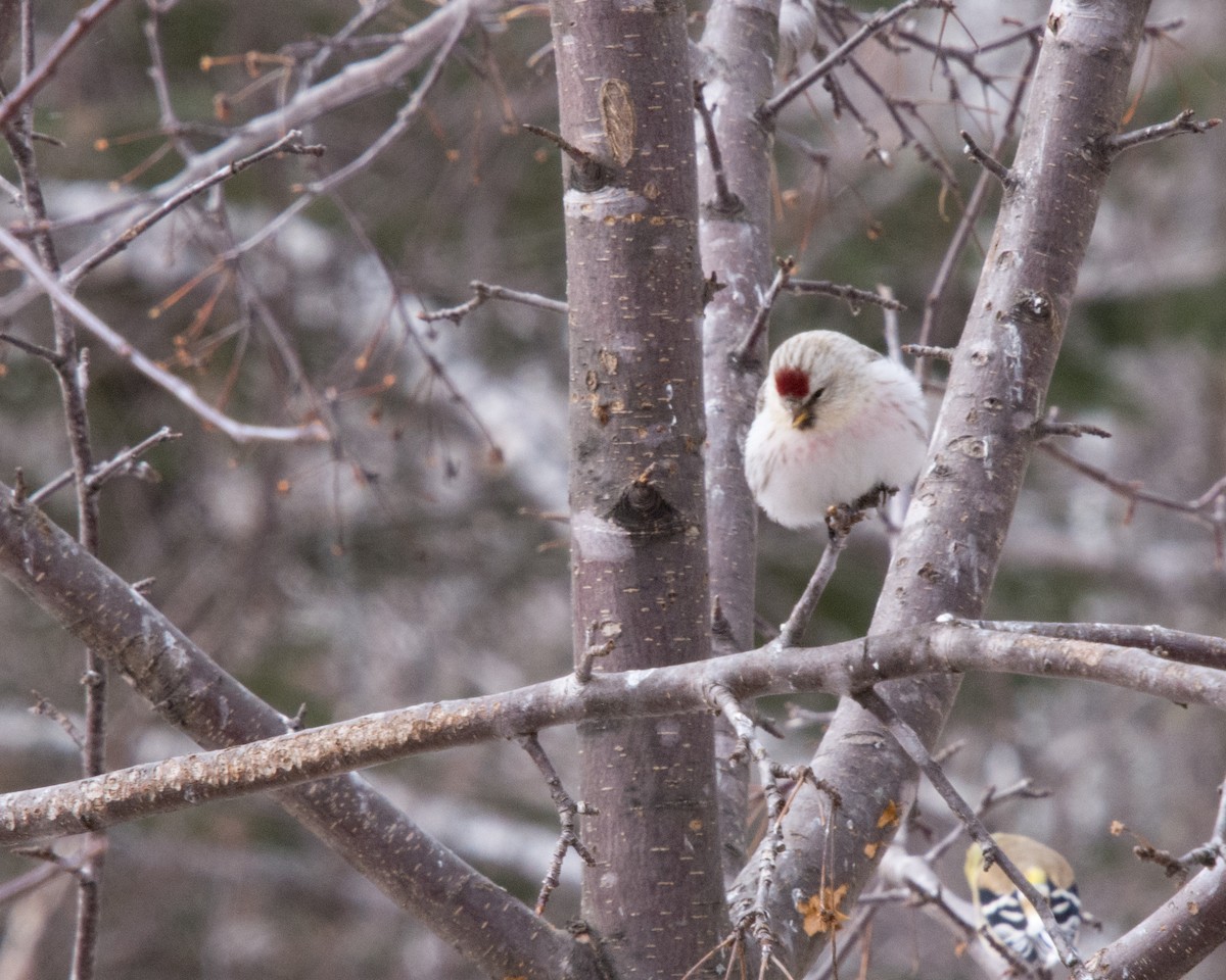 Hoary Redpoll (hornemanni) - Norma Maurice