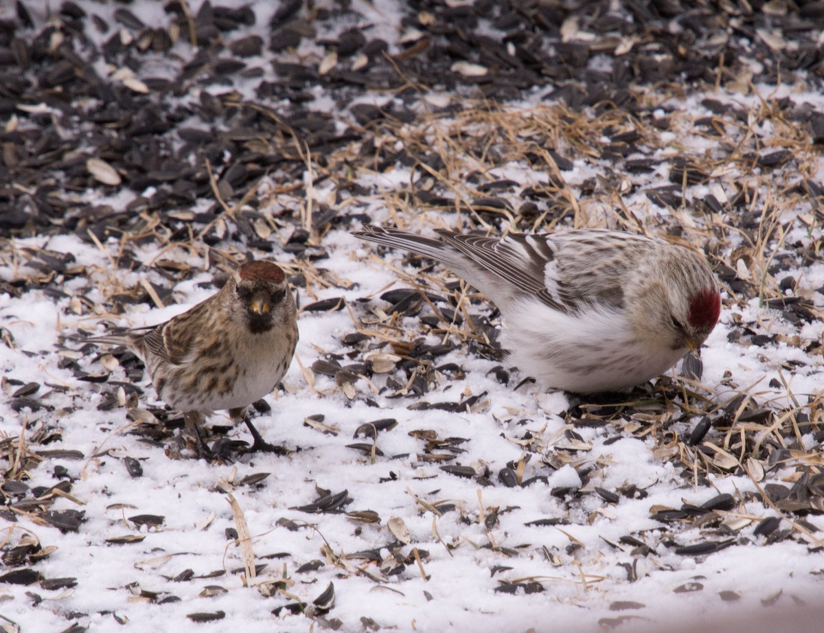 Hoary Redpoll (hornemanni) - ML616273517