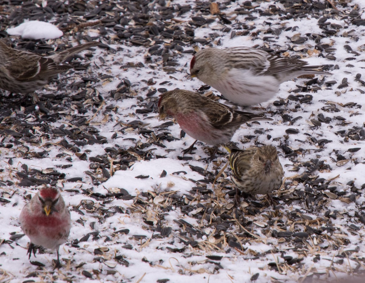 Hoary Redpoll (hornemanni) - ML616273518