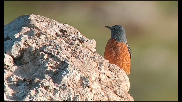 Rufous-tailed Rock-Thrush - ML616273532