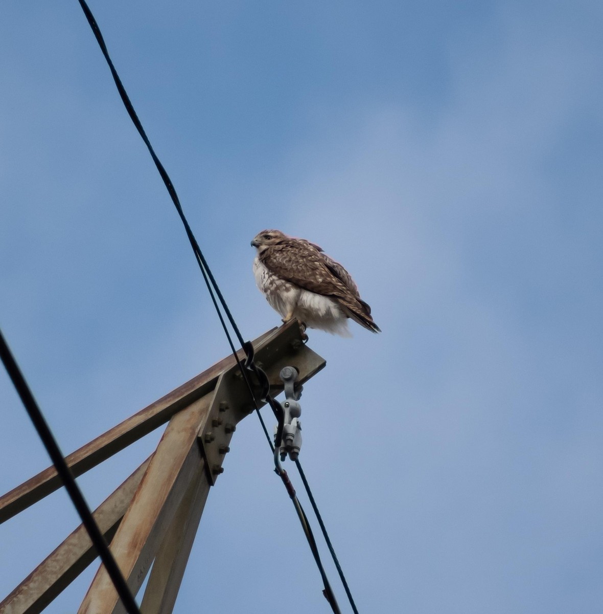Red-tailed Hawk - Randall Nett