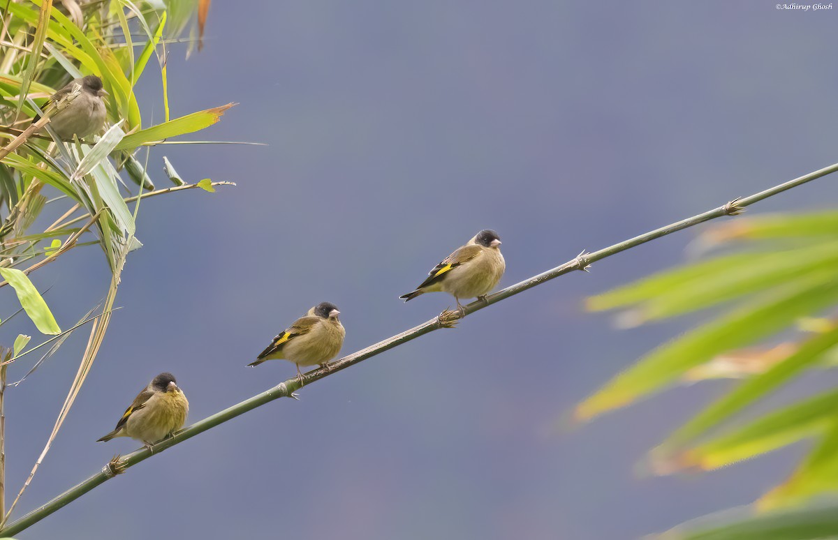 Black-headed Greenfinch - ML616273588