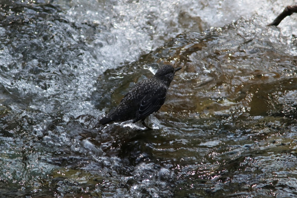 Brown Dipper - ML616273619