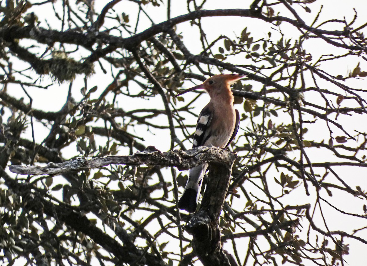 Eurasian Hoopoe - ML616273651