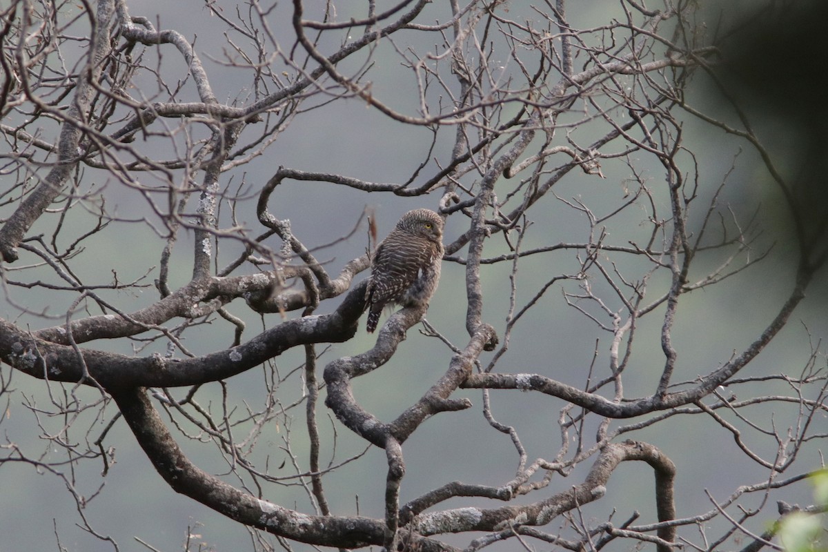 Asian Barred Owlet - ML616273687
