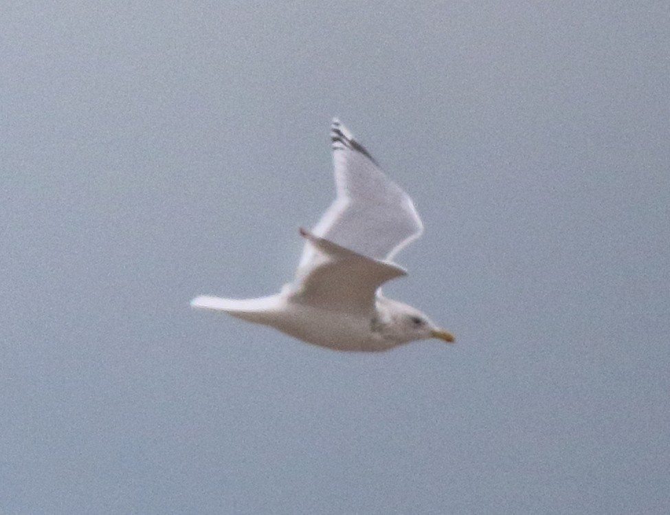 Gaviota Groenlandesa (thayeri) - ML616273690