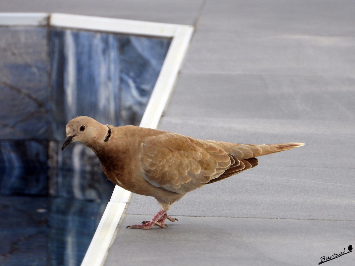 Eurasian Collared-Dove - ML616273726