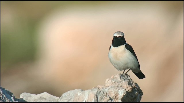 Eastern Black-eared Wheatear - ML616273731