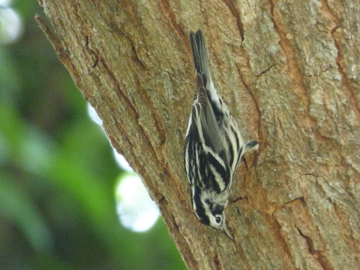 Black-and-white Warbler - ML616273732