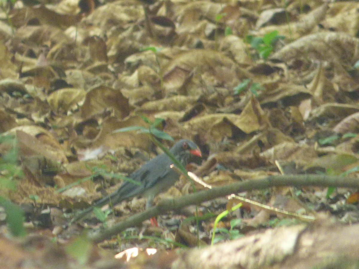 Red-legged Thrush (Antillean) - Randy Yuen