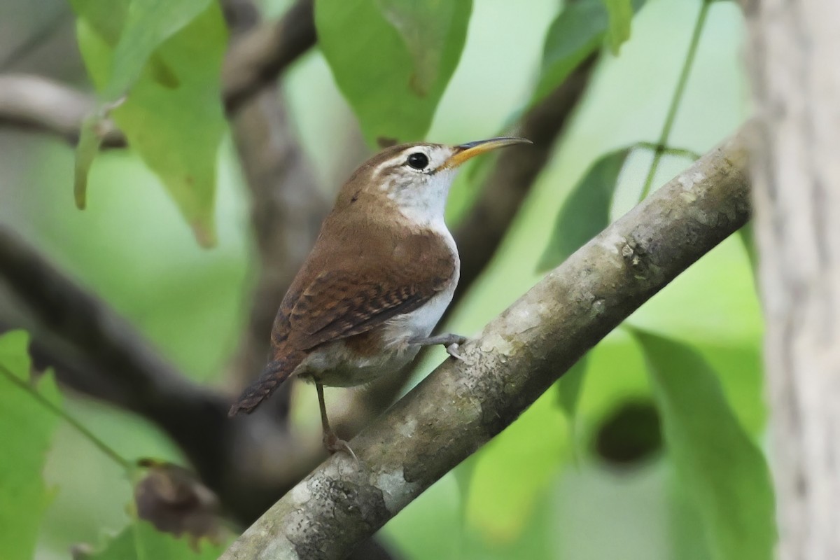 House Wren (St. Lucia) - ML616273759