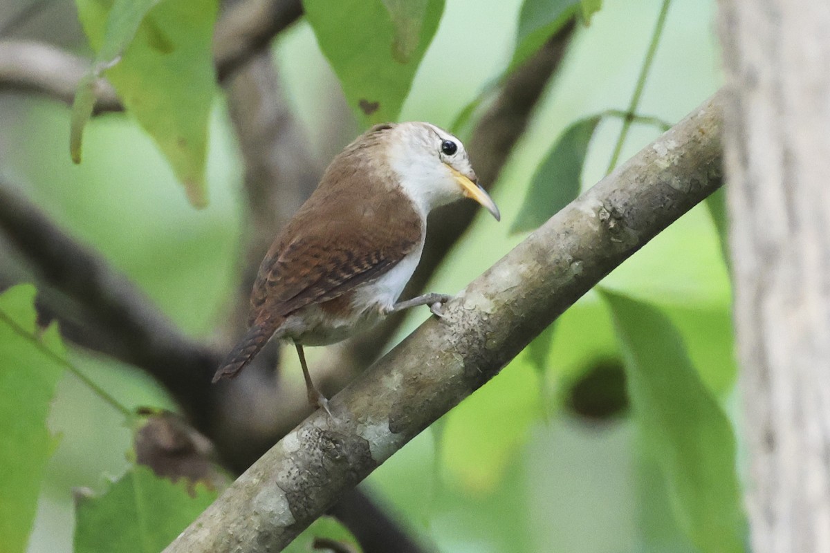 House Wren (St. Lucia) - Steven Whitebread