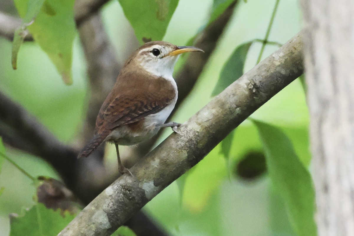 House Wren (St. Lucia) - Steven Whitebread