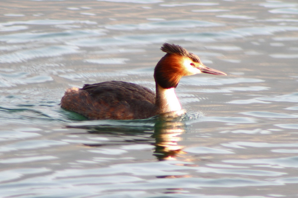 Great Crested Grebe - ML616273793