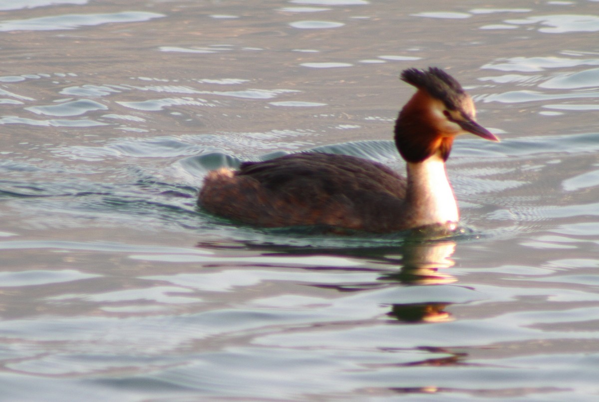 Great Crested Grebe - ML616273794