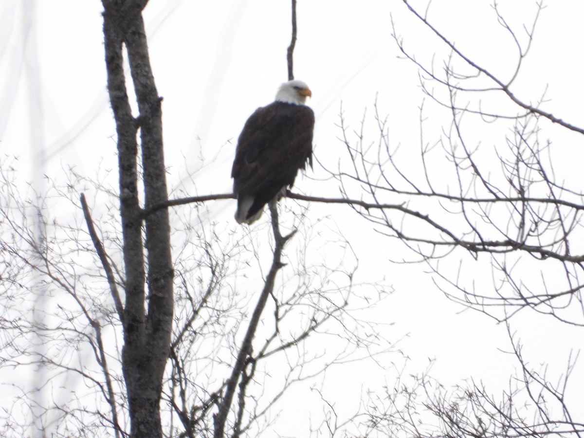 Bald Eagle - ML616273811