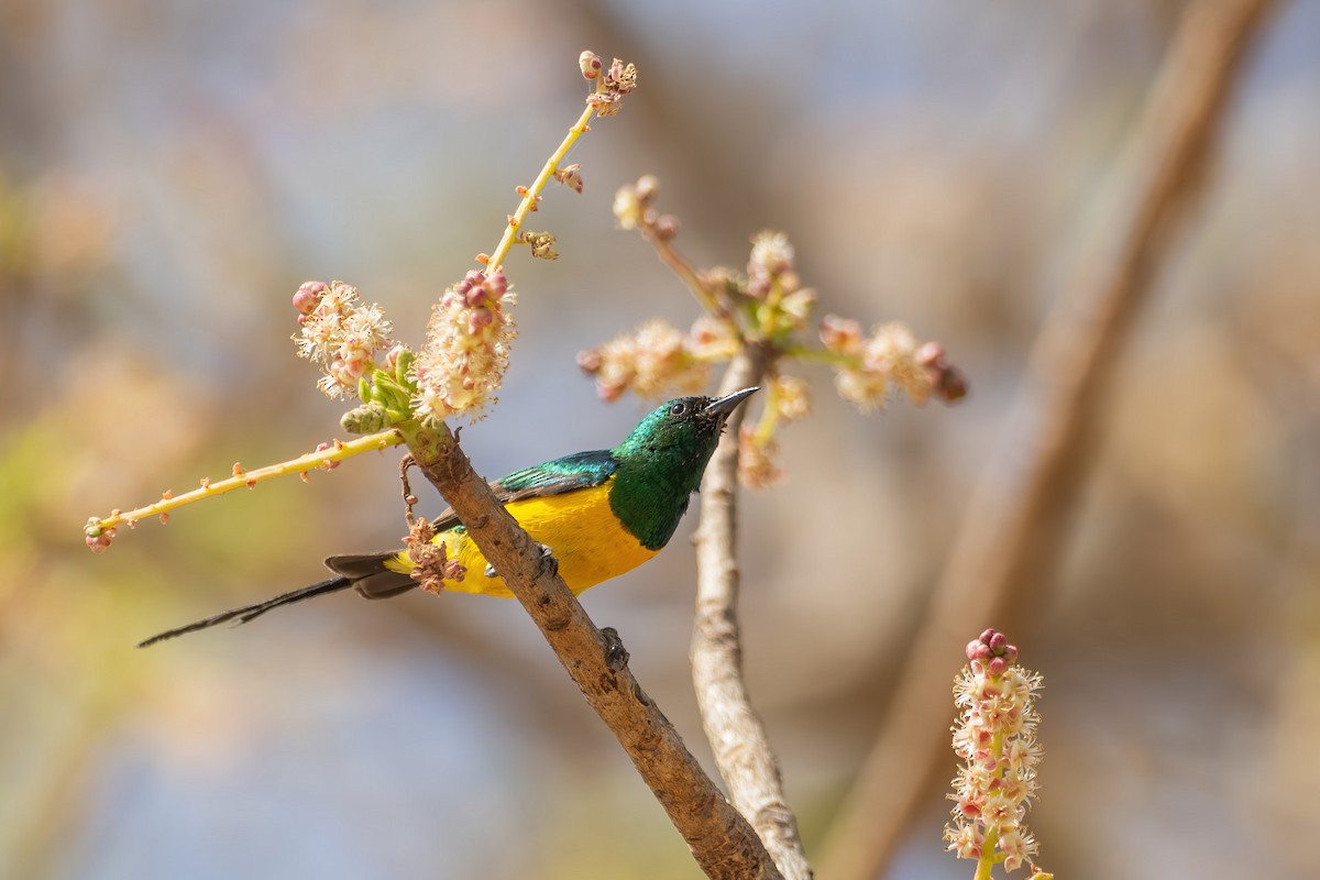 Pygmy Sunbird - Yeray Seminario