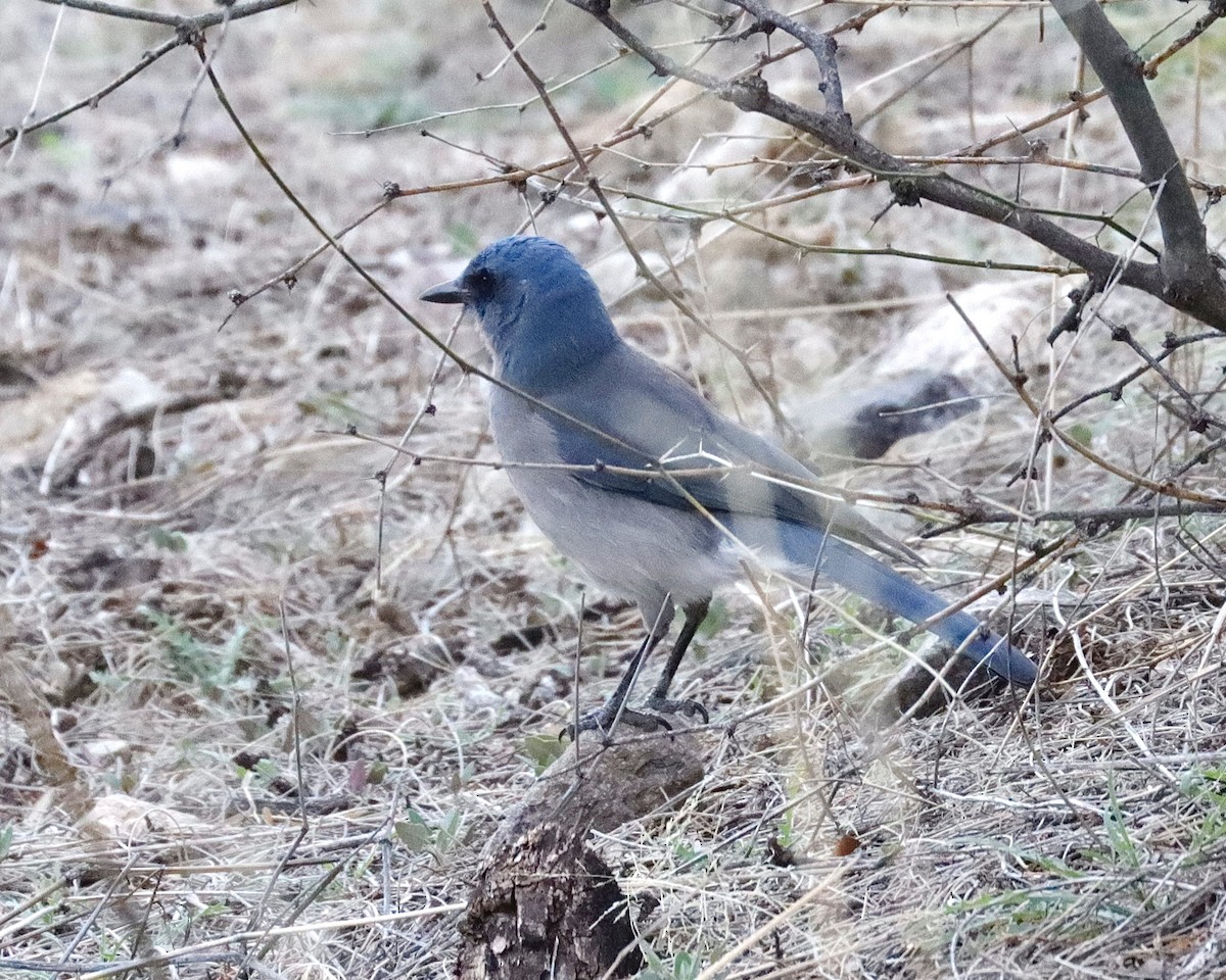 Mexican Jay (Arizona) - Sue Kurtz