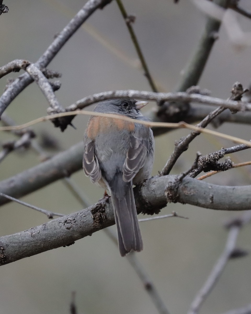 Dark-eyed Junco - Sue Kurtz