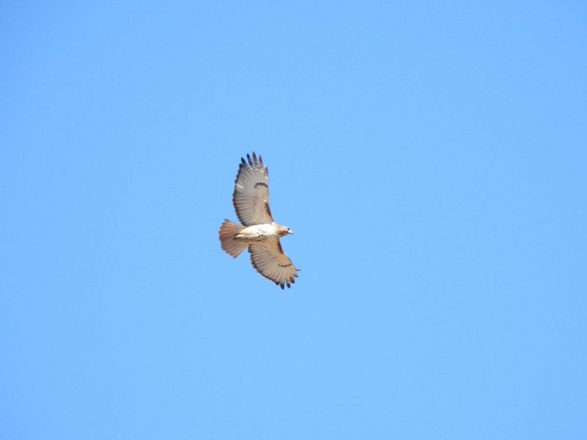 Red-tailed Hawk - Francois Lampron