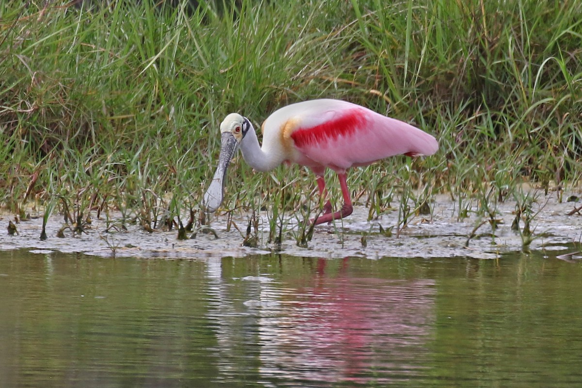 Roseate Spoonbill - ML616273896