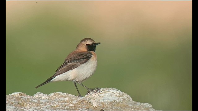 Eastern Black-eared Wheatear - ML616273913