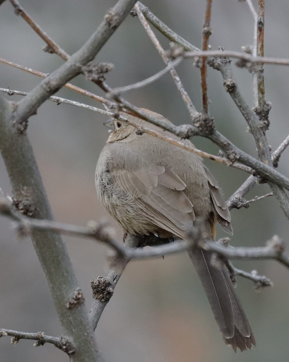 Canyon Towhee - Sue Kurtz