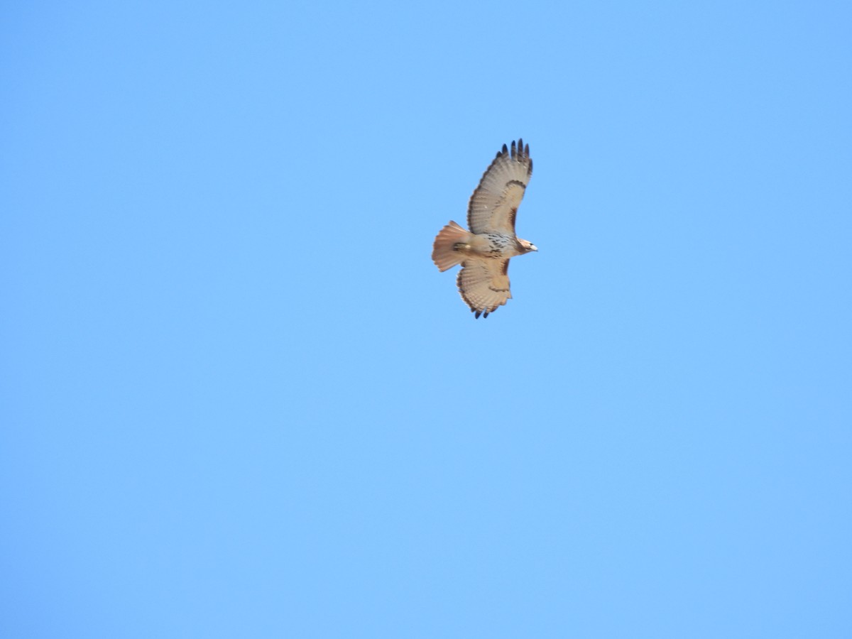 Red-tailed Hawk - ML616273925