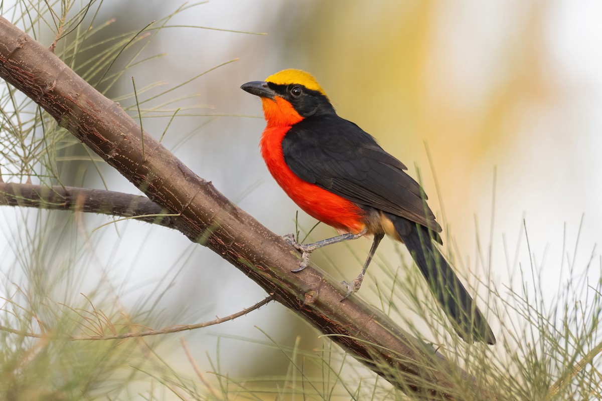 Yellow-crowned Gonolek - ML616273930
