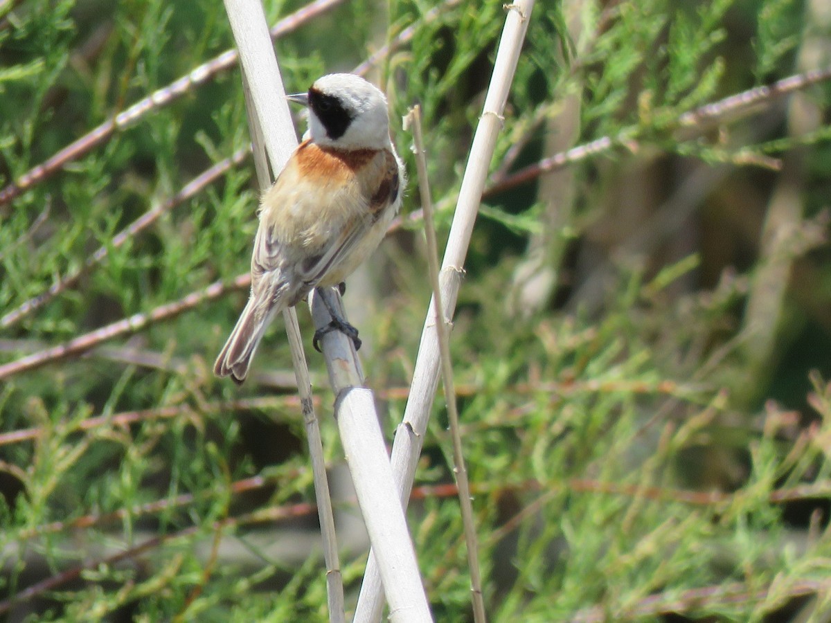 Eurasian Penduline-Tit - ML616273931