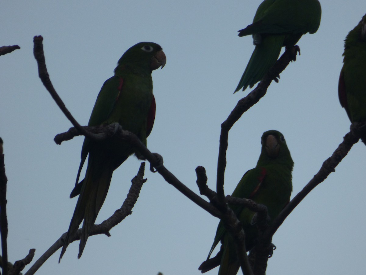 Hispaniolan Parakeet - Randy Yuen