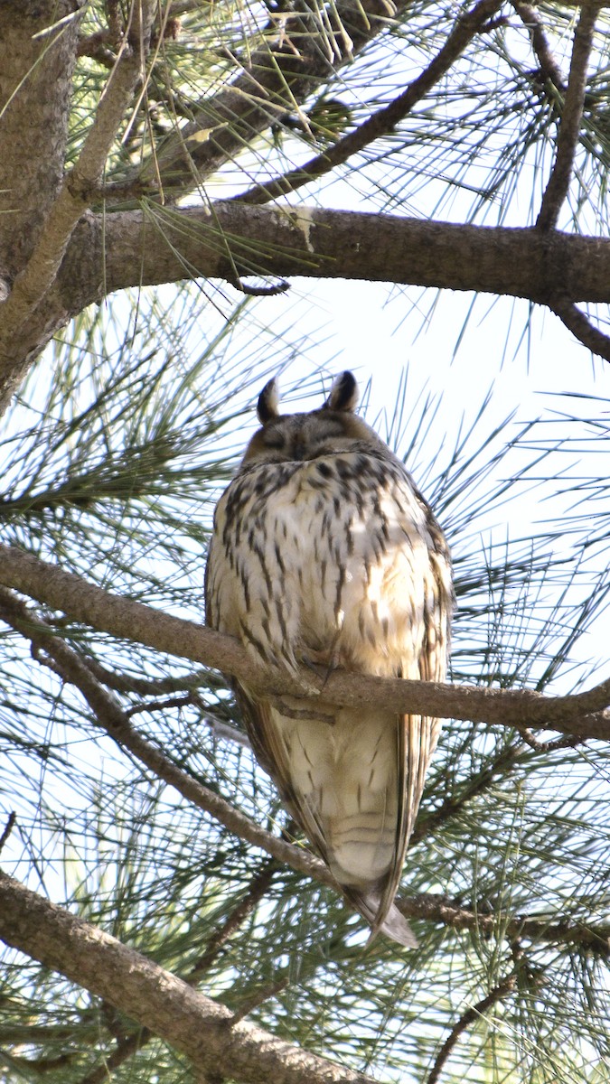 Long-eared Owl - ML616273989