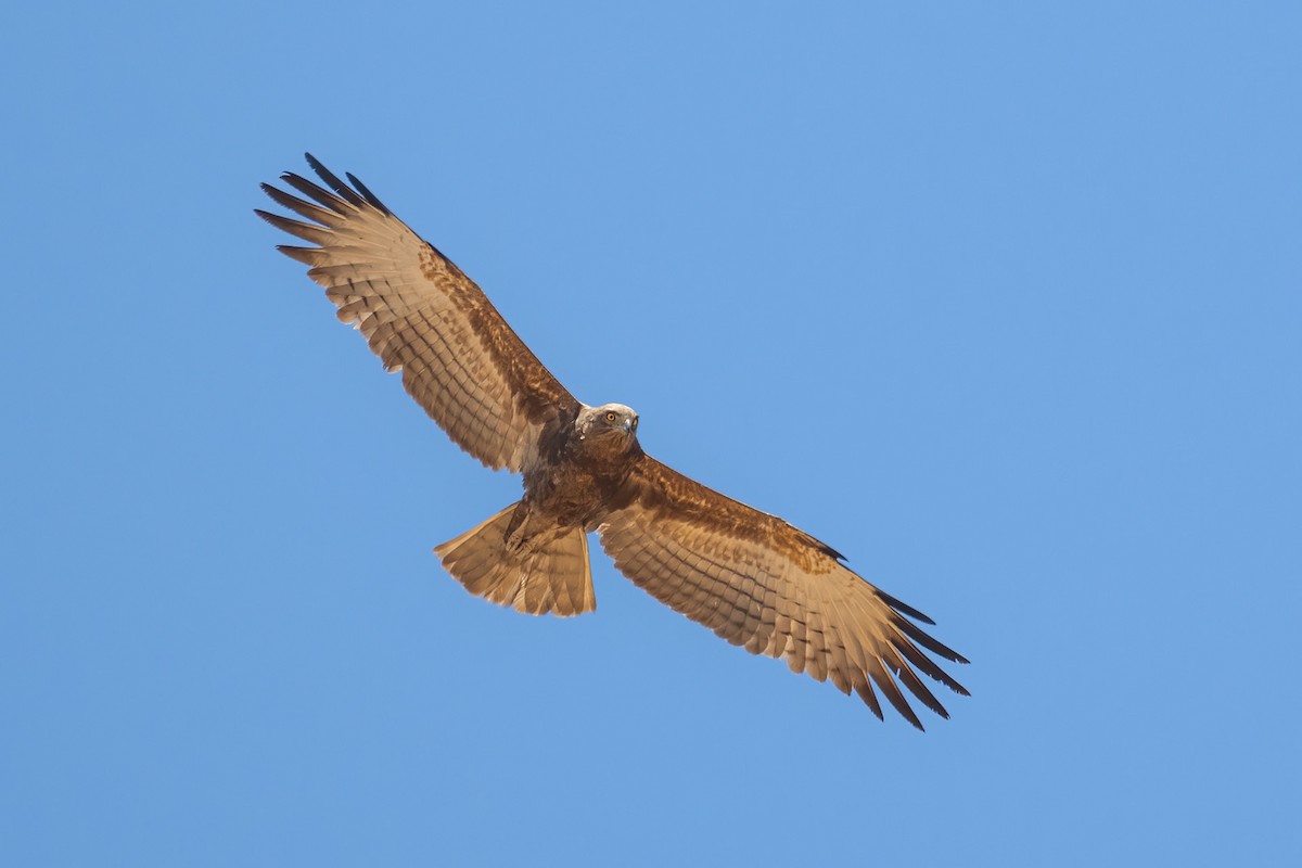 Beaudouin's Snake-Eagle - ML616273996