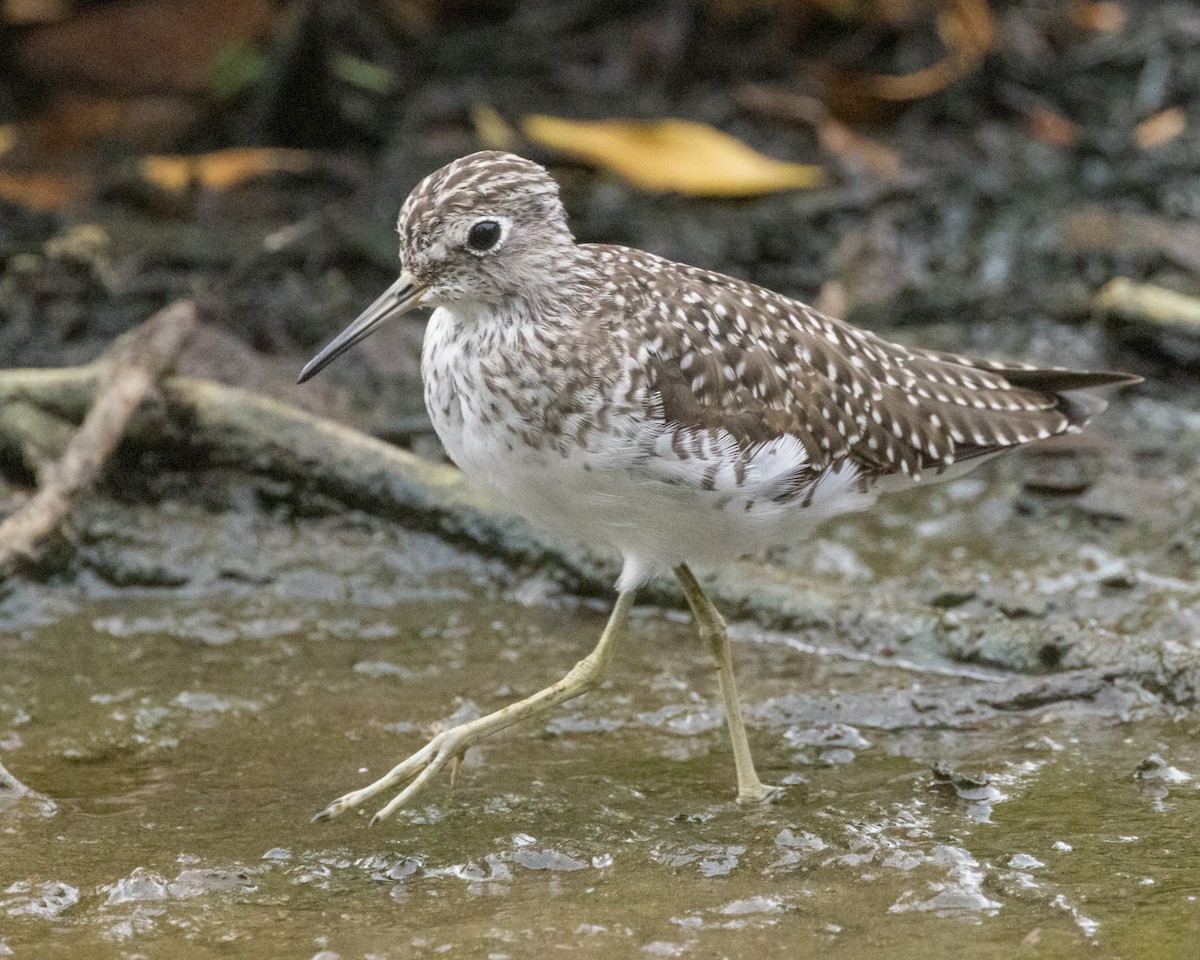 Solitary Sandpiper - ML616274003