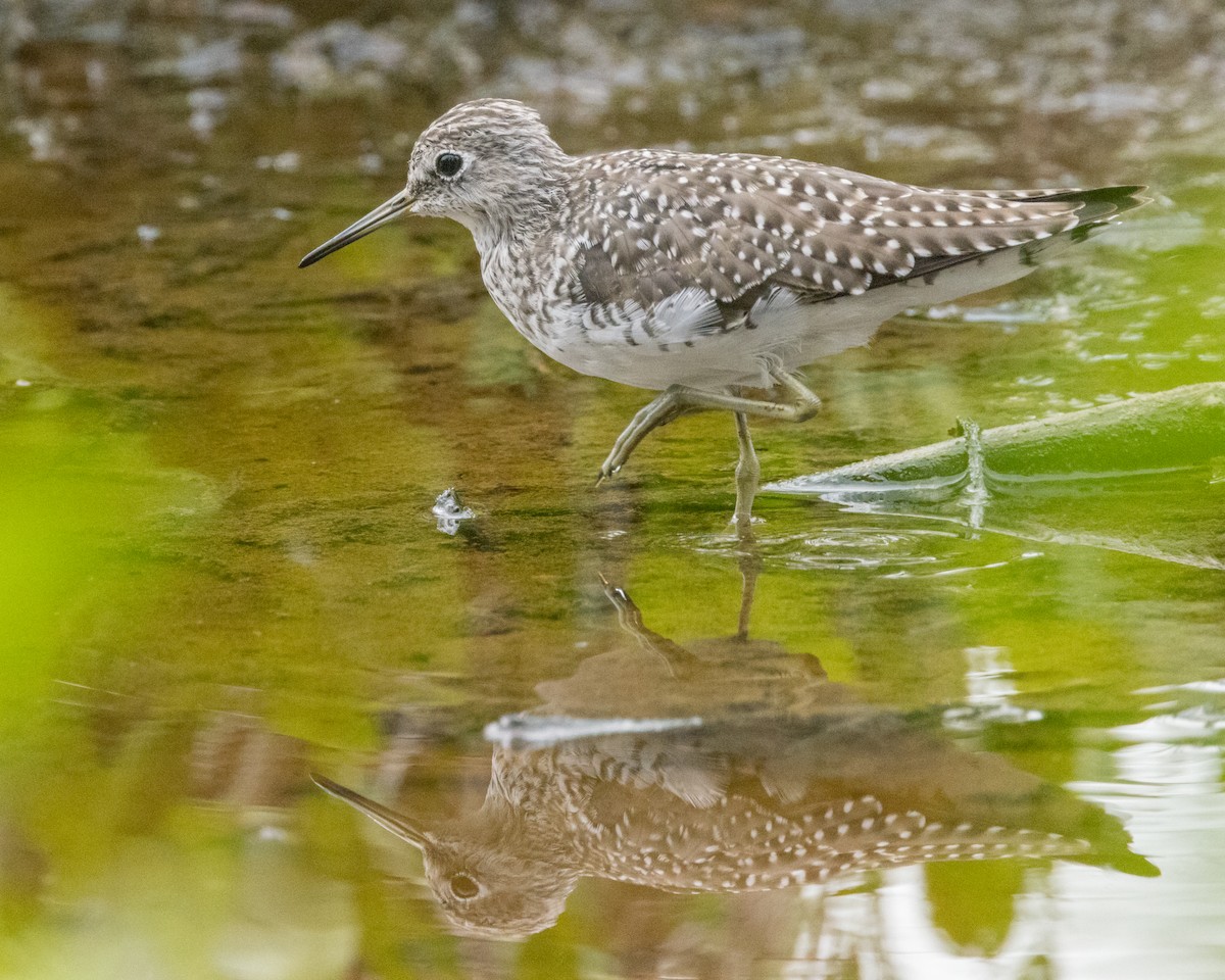 Solitary Sandpiper - ML616274004