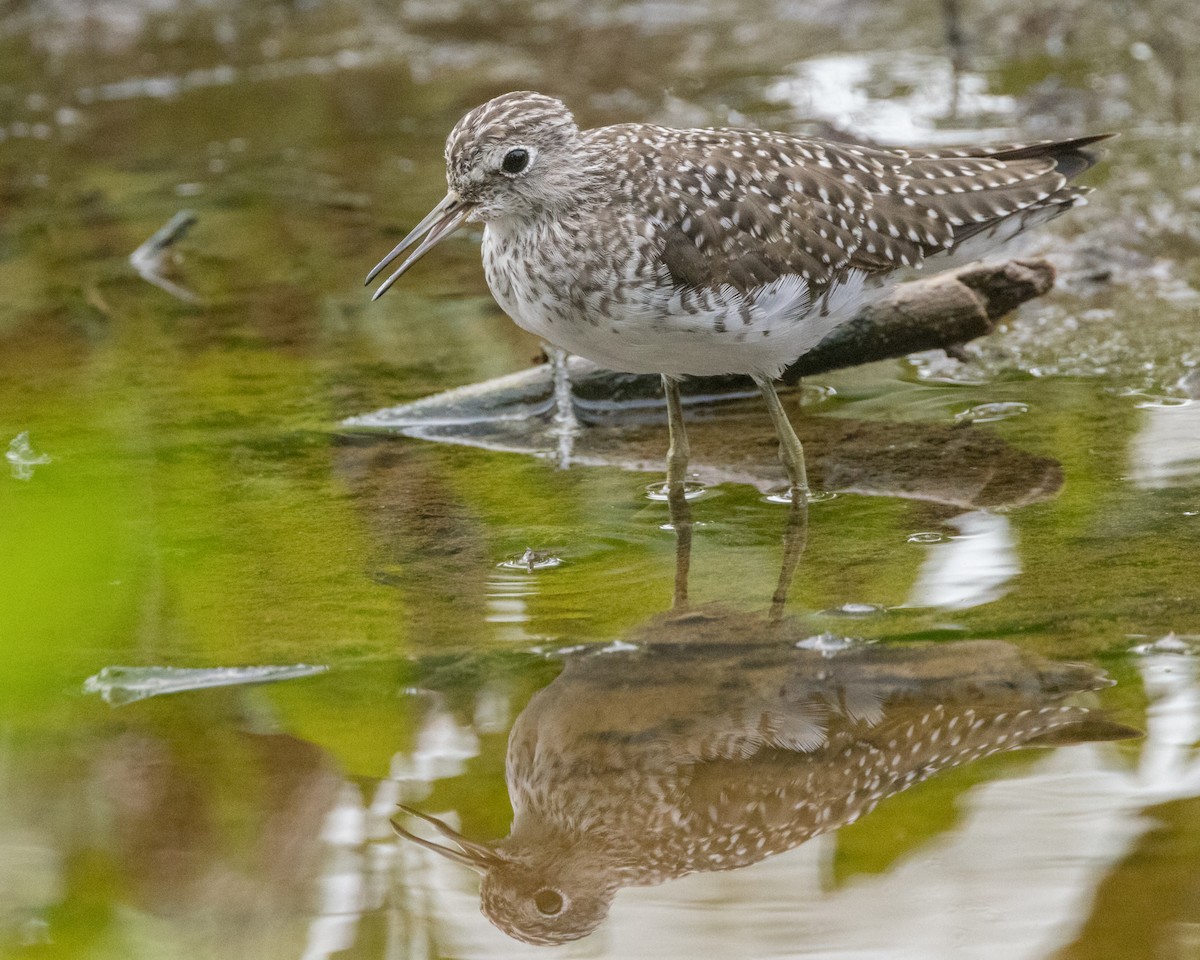 Solitary Sandpiper - ML616274005