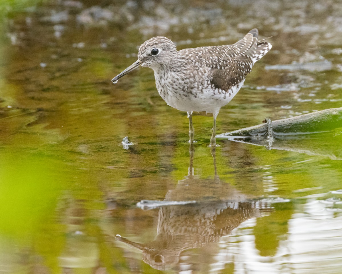 Solitary Sandpiper - ML616274006