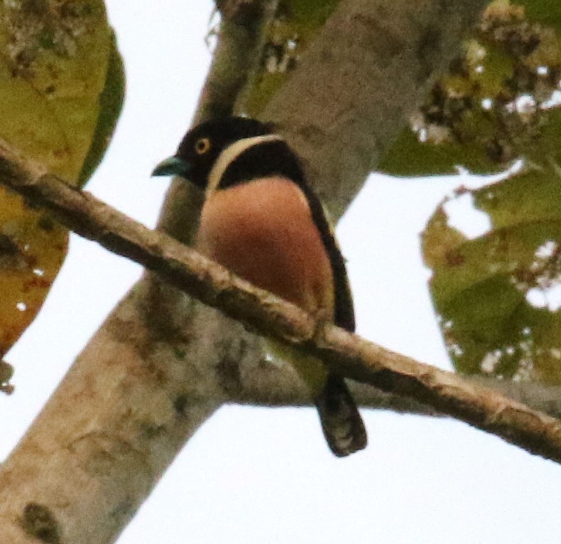 Black-and-yellow Broadbill - Alain Pataud