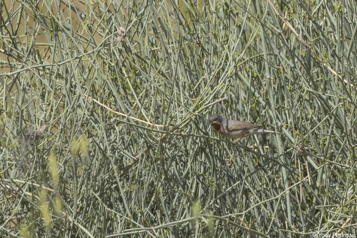 Eastern Subalpine Warbler - ML616274014