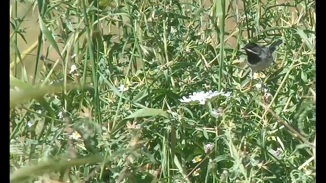 Rüppell's Warbler - ML616274062