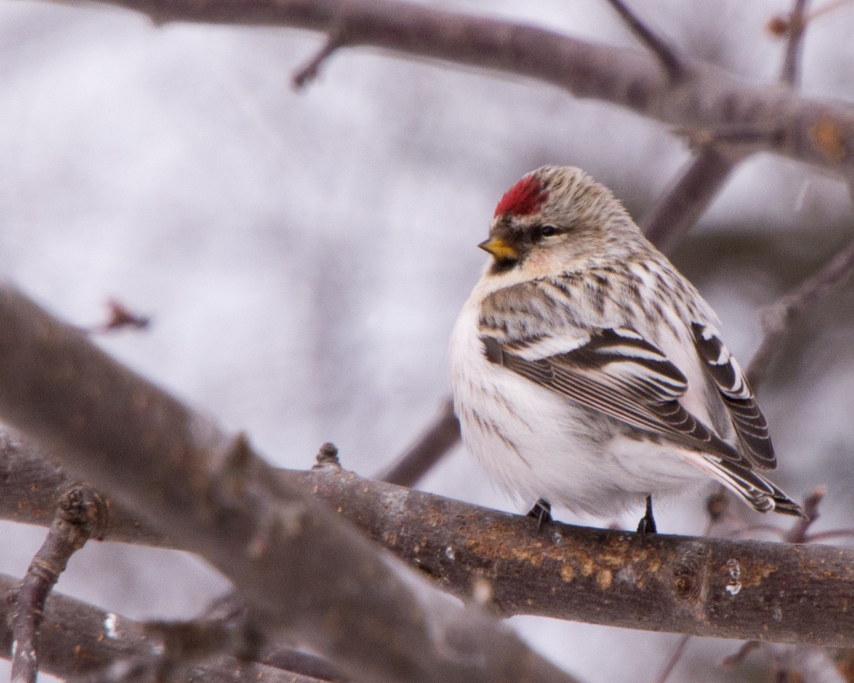 Hoary Redpoll (exilipes) - Norma Maurice