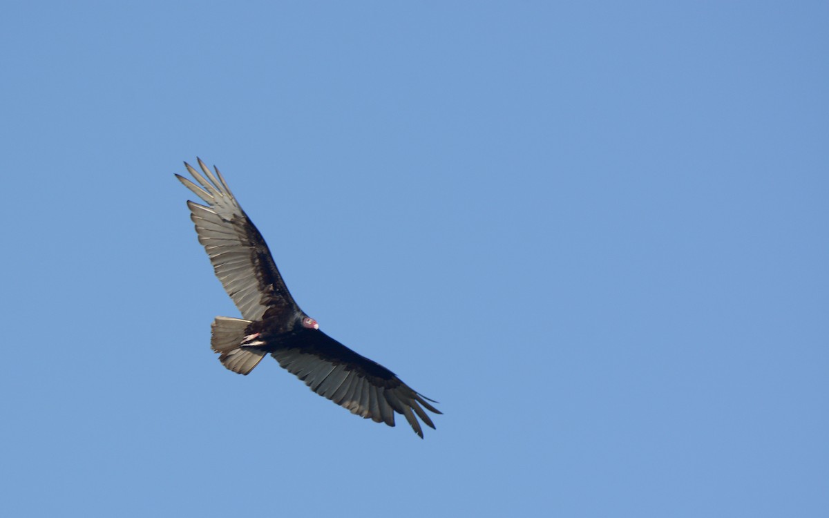 Turkey Vulture - ML616274191